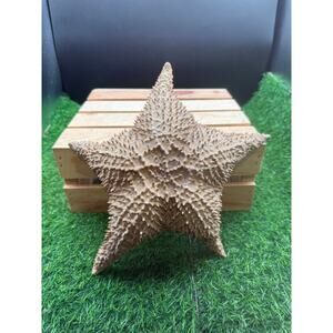 Real 11-Inch Starfish-Large Dried Marine Invertebrate-Beach Home Decor